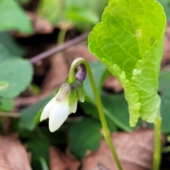 Viola odorata (Sweet Violet, Common Violet) at Flea Bog Flat, Bruce - 4 Jul 2022 by trevorpreston