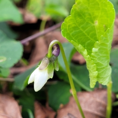 Viola odorata (Sweet Violet, Common Violet) at Bruce, ACT - 4 Jul 2022 by trevorpreston