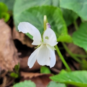 Viola odorata at Bruce, ACT - 4 Jul 2022 12:47 PM