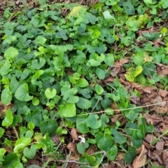 Viola odorata at Bruce, ACT - 4 Jul 2022