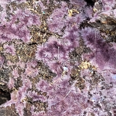 Phlebiopsis crassa (A corticioid or paint fungi) at Bruce Ridge to Gossan Hill - 4 Jul 2022 by trevorpreston