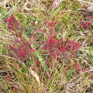 Haloragis heterophylla at Bruce, ACT - 4 Jul 2022 12:40 PM