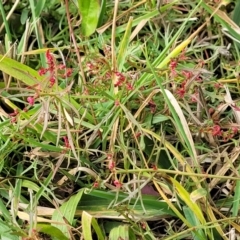 Haloragis heterophylla at Bruce, ACT - 4 Jul 2022 12:40 PM