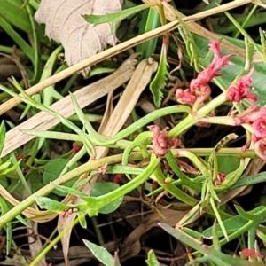 Haloragis heterophylla at Bruce, ACT - 4 Jul 2022 12:40 PM