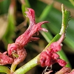 Haloragis heterophylla at Bruce, ACT - 4 Jul 2022 12:40 PM