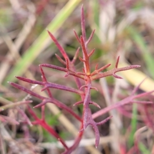 Haloragis heterophylla at Bruce, ACT - 4 Jul 2022 12:40 PM