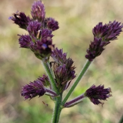 Verbena incompta (Purpletop) at Flea Bog Flat, Bruce - 4 Jul 2022 by trevorpreston