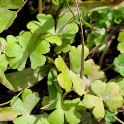 Hydrocotyle sibthorpioides (A Pennywort) at Flea Bog Flat, Bruce - 4 Jul 2022 by trevorpreston