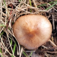 Unidentified Cap on a stem; gills below cap [mushrooms or mushroom-like] at Bruce, ACT - 4 Jul 2022 by trevorpreston