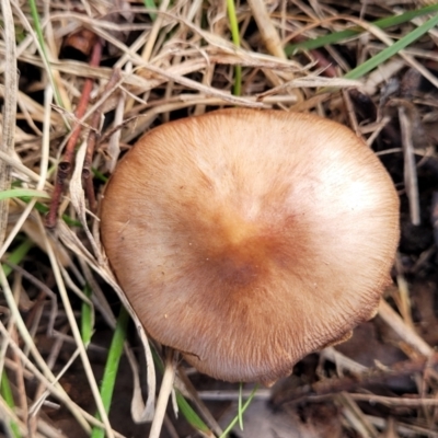 Unverified Cap on a stem; gills below cap [mushrooms or mushroom-like] at Bruce, ACT - 4 Jul 2022 by trevorpreston