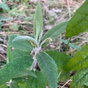 Buddleja davidii at Jerrabomberra, ACT - 3 Jul 2022