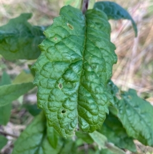 Buddleja davidii at Jerrabomberra, ACT - 3 Jul 2022