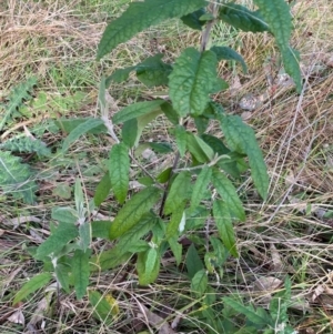 Buddleja davidii at Jerrabomberra, ACT - 3 Jul 2022