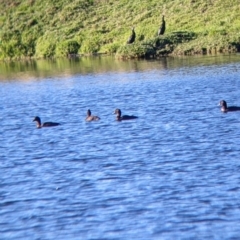 Aythya australis (Hardhead) at Bonegilla, VIC - 4 Jul 2022 by Darcy