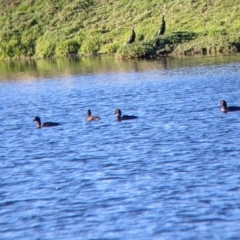 Aythya australis (Hardhead) at Bonegilla, VIC - 3 Jul 2022 by Darcy