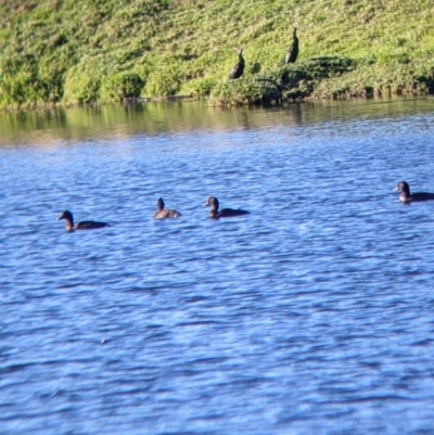 Aythya australis (Hardhead) at Bonegilla, VIC - 3 Jul 2022 by Darcy