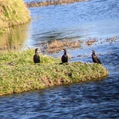 Phalacrocorax sulcirostris (Little Black Cormorant) at Bonegilla, VIC - 4 Jul 2022 by Darcy