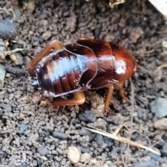 Blattidae sp. (family) (Unidentified blattid cockroach) at Cook, ACT - 5 Jul 2022 by trevorpreston