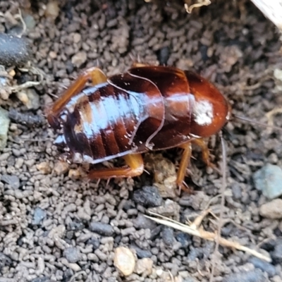 Unidentified Cockroach (Blattodea, several families) at Mount Painter - 4 Jul 2022 by trevorpreston