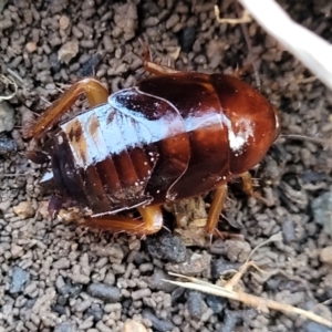 Blattidae sp. (family) at Cook, ACT - 5 Jul 2022