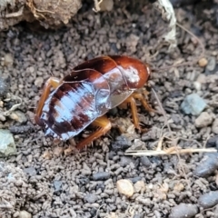 Blattidae sp. (family) at Cook, ACT - 5 Jul 2022