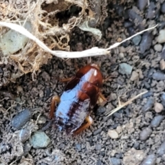 Blattidae sp. (family) at Cook, ACT - 5 Jul 2022