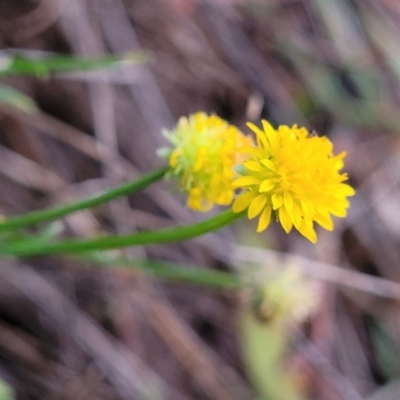 Calotis lappulacea (Yellow Burr Daisy) at Cook, ACT - 4 Jul 2022 by trevorpreston