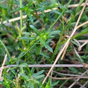 Calotis lappulacea at Cook, ACT - 5 Jul 2022 07:48 AM