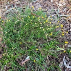 Calotis lappulacea at Cook, ACT - 5 Jul 2022 07:48 AM