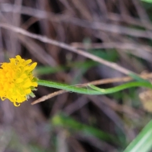 Calotis lappulacea at Cook, ACT - 5 Jul 2022 07:48 AM