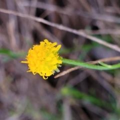 Calotis lappulacea at Cook, ACT - 5 Jul 2022 07:48 AM