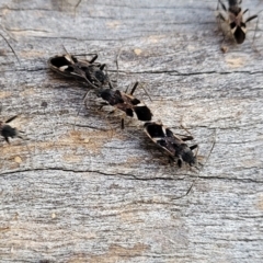 Dieuches sp. (genus) (Black and White Seed Bug) at Cook, ACT - 5 Jul 2022 by trevorpreston