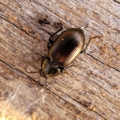 Adelium brevicorne (Bronzed field beetle) at Mount Painter - 4 Jul 2022 by trevorpreston