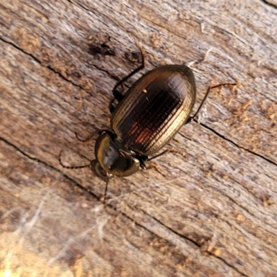 Adelium brevicorne (Bronzed field beetle) at Mount Painter - 4 Jul 2022 by trevorpreston