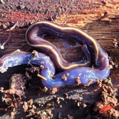 Caenoplana coerulea (Blue Planarian, Blue Garden Flatworm) at Cook, ACT - 4 Jul 2022 by trevorpreston