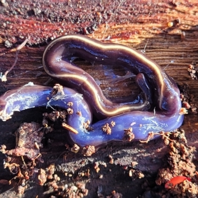 Caenoplana coerulea (Blue Planarian, Blue Garden Flatworm) at Mount Painter - 4 Jul 2022 by trevorpreston