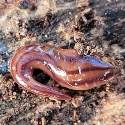 Anzoplana trilineata (A Flatworm) at Mount Painter - 4 Jul 2022 by trevorpreston