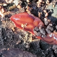 Anzoplana trilineata at Cook, ACT - 5 Jul 2022 07:52 AM