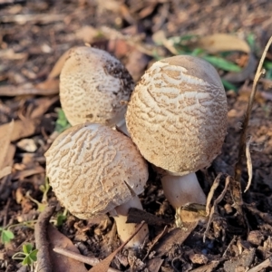 Macrolepiota clelandii at Cook, ACT - 5 Jul 2022 07:54 AM