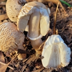 Macrolepiota clelandii at Cook, ACT - 5 Jul 2022 07:54 AM