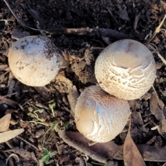 Macrolepiota clelandii at Cook, ACT - 5 Jul 2022 07:54 AM