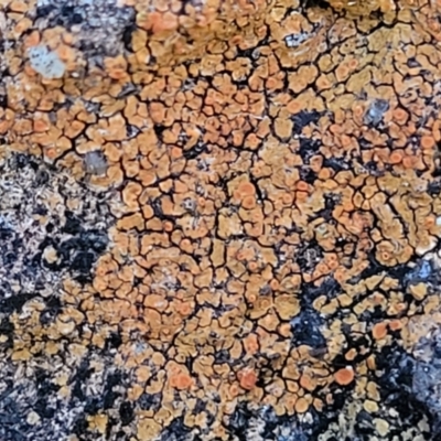 Caloplaca sp. (Firedot Lichen) at Cook, ACT - 5 Jul 2022 by trevorpreston