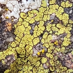 Acarospora citrina at Mount Painter - 4 Jul 2022 by trevorpreston
