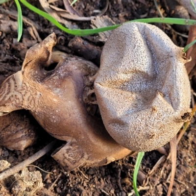 Myriostoma australianum at Cook, ACT - 4 Jul 2022 by trevorpreston