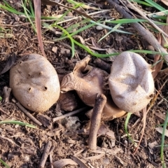 Myriostoma australianum at Cook, ACT - 5 Jul 2022