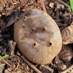 Myriostoma australianum at Cook, ACT - 5 Jul 2022