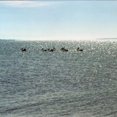 Pelecanus conspicillatus (Australian Pelican) at Goon Nure, VIC - 2 Apr 1999 by MichaelBedingfield