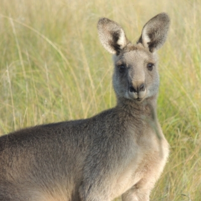 Macropus giganteus (Eastern Grey Kangaroo) at Molonglo Valley, ACT - 22 Mar 2022 by MichaelBedingfield