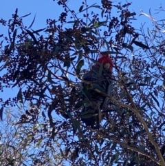 Callocephalon fimbriatum (Gang-gang Cockatoo) at Rob Roy Range - 5 Jul 2022 by Shazw