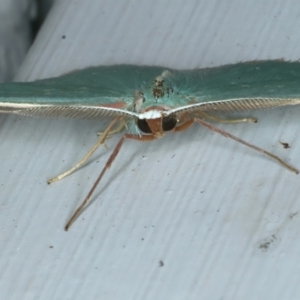 Chlorocoma dichloraria at Ainslie, ACT - 3 Nov 2021